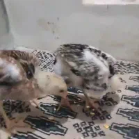 فروش چهار عدد جوجه شامو‌ (لاری ) یک ماهه|حیوانات مزرعه|ارژن, |دیوار