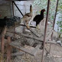 دو عدد خروس لاری و دو رگ لاری
