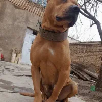 سگ پیتبول و گریت دین