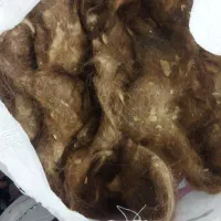 پشم گوسفند