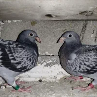 کبوتر مسافتی