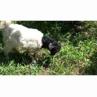 نیمچه بز ماده زرنگ وباهوش