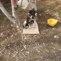 سگ ماده پیتپول|سگ|کرمانشاه, |دیوار