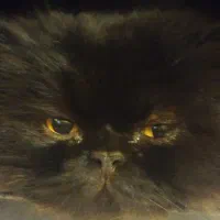گربه نژاد دار خانگی