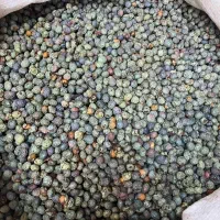 پسته کوهی بنه عمده کیلویی ۲۸۰ تمن