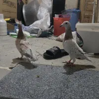 دو عدد نام آور کوهی درجه یک