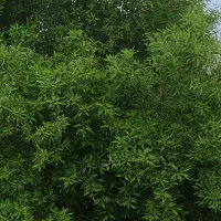 معاوضه باغ شهری (سیاخ)با اپارتمان|فروش خانه و ویلا|شیراز, دشت چنار|دیوار
