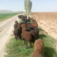 بره پرواری