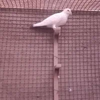 نر دم قهوه ای دم قفل|پرنده|راور, |دیوار