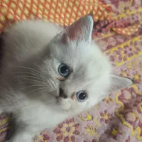 بچه گربه ۲ماهه اسکاتیش