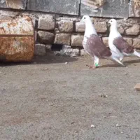 پشتی|پرنده|تربت جام, نظامی|دیوار