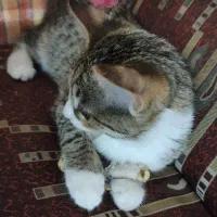 بچه گربه خونگی بامزه و مهربون|گربه|اردکان, |دیوار