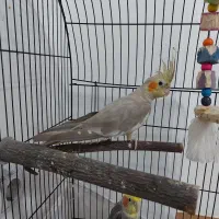 عروس هلندی طوطی لوتینو|پرنده|رشت, نخودچر|دیوار