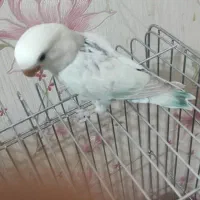 طوطی برزیلی جوجه مارال عروسکی