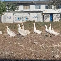 قوغازسفید نر|حیوانات مزرعه|قائم‌شهر, |دیوار