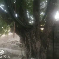 تنه درخت گردو|مصالح و تجهیزات ساختمان|مریوان, |دیوار