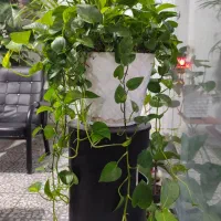 فروش گل طبیعی پتوس فرانسوی جذاب