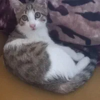 واگذاری بچه گربه