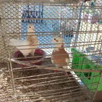 طوقی کرمانشاهی