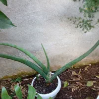 گل گل گل|گل و گیاه طبیعی|رشت, گلباغ نماز|دیوار