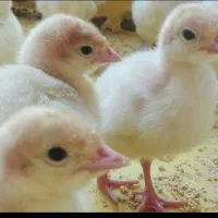 جوجه بوقلمون بیوتی