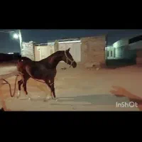 نریان مدرکدار مخصوص تکبندی