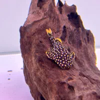 ماهی وآکواریوم(مستر دیسکس)|ماهی|تهران, باغ خزانه|دیوار