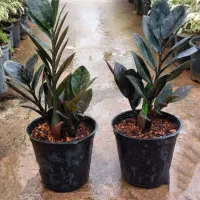 گل زاموفیلیا