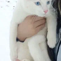 گربه