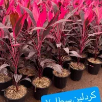 گل و گیاه اپارتمانی|گل و گیاه طبیعی|گلبهار, شهر جدید گلبهار|دیوار