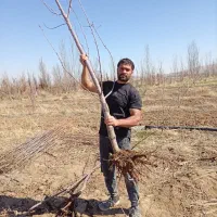 شرکت نهال های بهتر در نهالستان