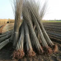 نیگرا ترکیه سریعالرشد برای تولید چوب صنعتی|گل و گیاه طبیعی|مشگین شهر, |دیوار