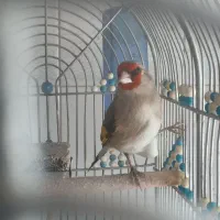 سهره یا سقا|پرنده|سیرجان, |دیوار