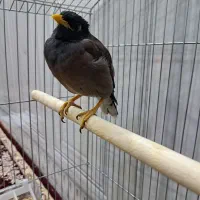 پرنده ی مینا|پرنده|اهواز, کوی علوی|دیوار