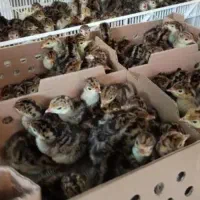 جوجه بوقلمون یک روزه