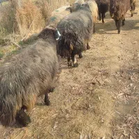 35راس گوسفندشیشک ابستن