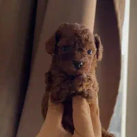 پودل|سگ|تهران, پاسداران|دیوار