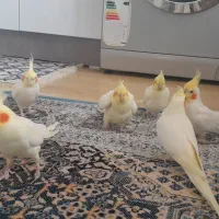 عروس هلندی|پرنده|عنبران, |دیوار