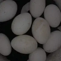 تخم غاز