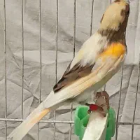 قناری نر مستخون  ماده اماده|پرنده|مشهد, هفده شهریور|دیوار