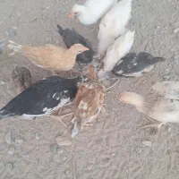 مرغ خروس و جوجه گلین برهما|حیوانات مزرعه|سیرجان, |دیوار