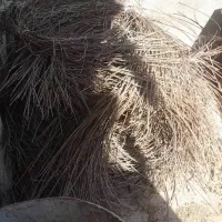 سیم بوسوکاری