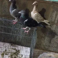 کبوتر|پرنده|نورآباد ممسنی, |دیوار