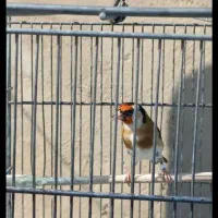 سهره نر جوجه قفس