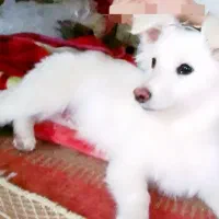 واگذاری سگ اشپیتز نر زیبا