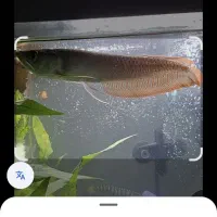 ماهی مانستر