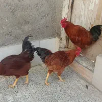 خروس محلی  3عدد دانه 1میلیون پانصد هزار تومان