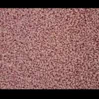 گندم بذر درجه ۱ سالم پاک و سم شده|عمدهفروشی|هرسین, |دیوار