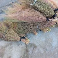 20دسته جارو دسته بزرگ روستایی کتوله ساری|لوازم نظافت|کوهدشت, |دیوار