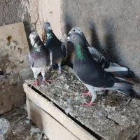 پلاکی آلمانی